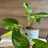 Manjula + Njoy + Marble + Golden Pothos, with 5.5 inches white decor pot